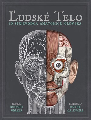 Ľudské telo (2. akosť)