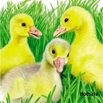 0027737122_mladatka-tit-201817-01-list-0