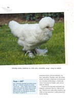 0050336899_khp0406_Domaci_Chov_slepic-10