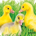 0057646474_mladatka-lockerova-leporelo-a