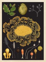 0062833976_A10110F23005-Fungarium_list-5