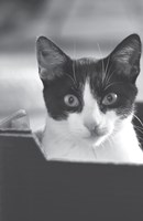 0068849230_ZBOK005952_cerne-na-bilem-lis