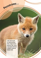 poznavame-zvirata-v-lese-a101f0f13906-li