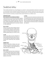 a101b0n0003706_joga-anatomicky-vybarvova