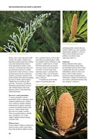 A101C0N0000715_encyklopedie-rostli-tropu