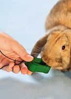 a101a0f0001146_klikrtrenink-pro-kraliky-