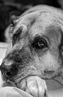 a101a0f0001245_moudrost-starych-psu-list