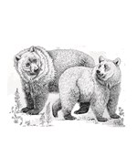 A10160F0000315_kral-medvedu-listovani-04