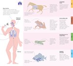 A101U0F0003540_prozkoumejte-tela-zvirat-