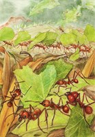 A101U0F0006793_zazracny-svet-hmyzu_list1