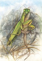 A101U0F0006793_zazracny-svet-hmyzu_list3