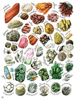 A102U1F24481_tvary-a-vzory-v-prirode-uka