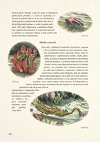 A101E0N0007502_Prvohorni_monstra_list2.j