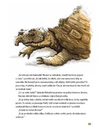 a10110f0004434_kam-zmizela-rebarbora-lis