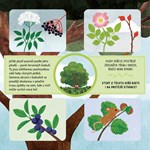 A101U0F0012307_co-to-tady-roste-list2.jp