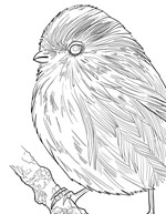 a101A0F0017011_ptaci-omalovanky-pavliny-