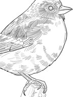 a101A0F0017011_ptaci-omalovanky-pavliny-