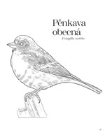 a101A0F0017011_ptaci-omalovanky-pavliny-