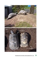 a101c0n0018765_zaciname-se-zelvami-list2