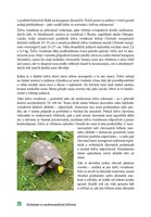 a101c0n0018765_zaciname-se-zelvami-list3