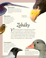 b102l1l0002034_vtaky-a-ich-vynimocne-sch