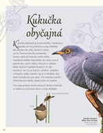 b102l1l0002034_vtaky-a-ich-vynimocne-sch