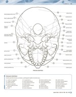 b102l1l0002385_ludske-telo-vyfarbovaci-a